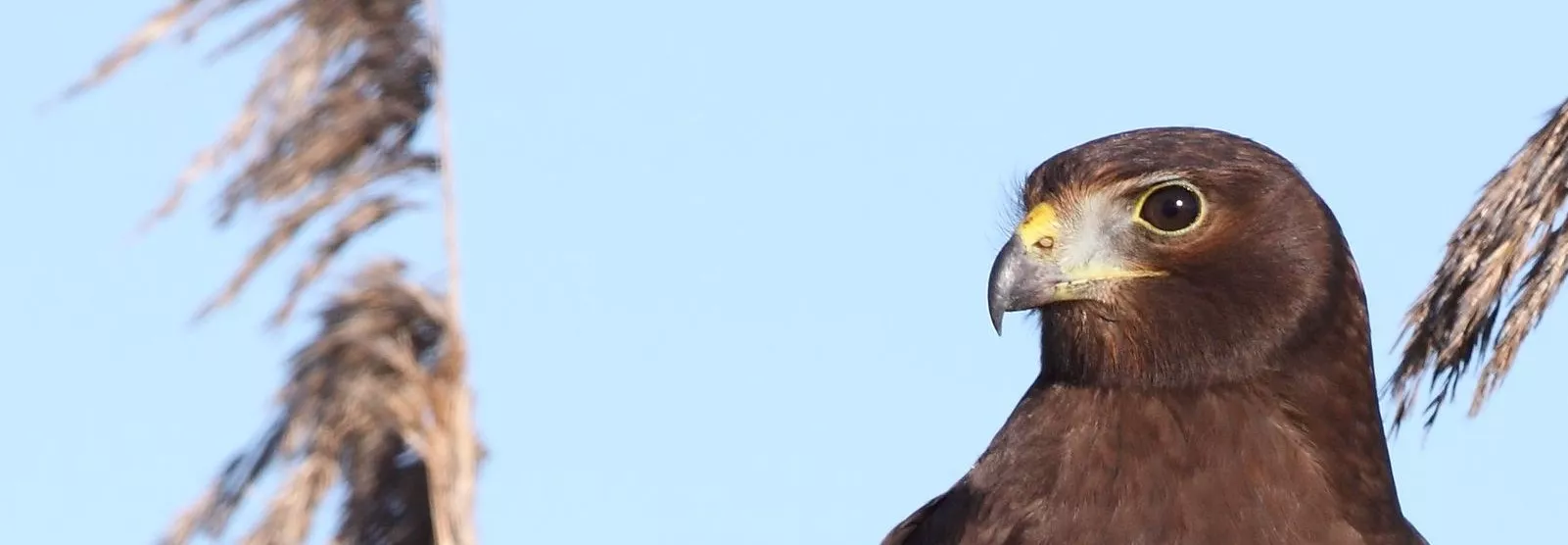 Hawk like bird, brown in colour, close up of its face looking to left, blue background