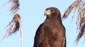 Hawk like bird, brown in colour, close up of its face looking to left, blue background