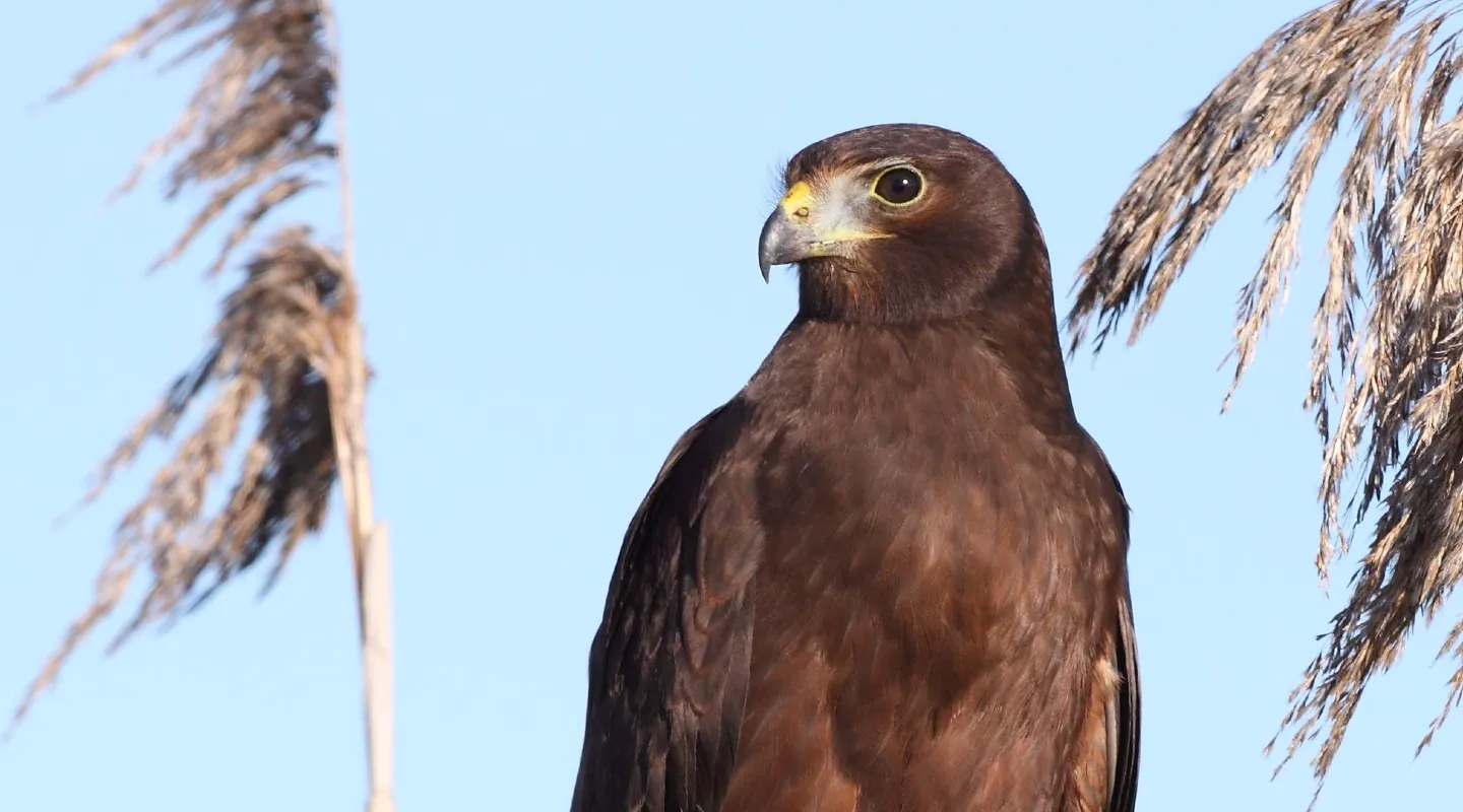 Hawk like bird, brown in colour, close up of its face looking to left, blue background