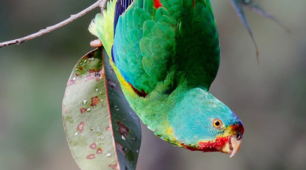 Swift Parrot feeding on lerp from a gum tree