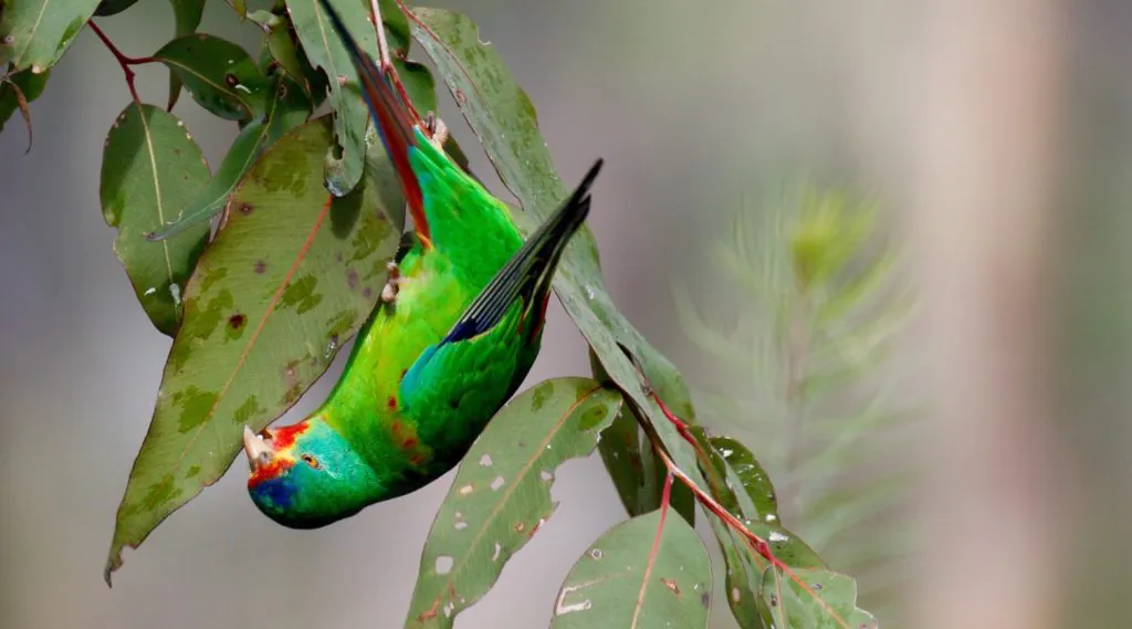 Migration Parrot Swift Parrot - BirdLife Australia