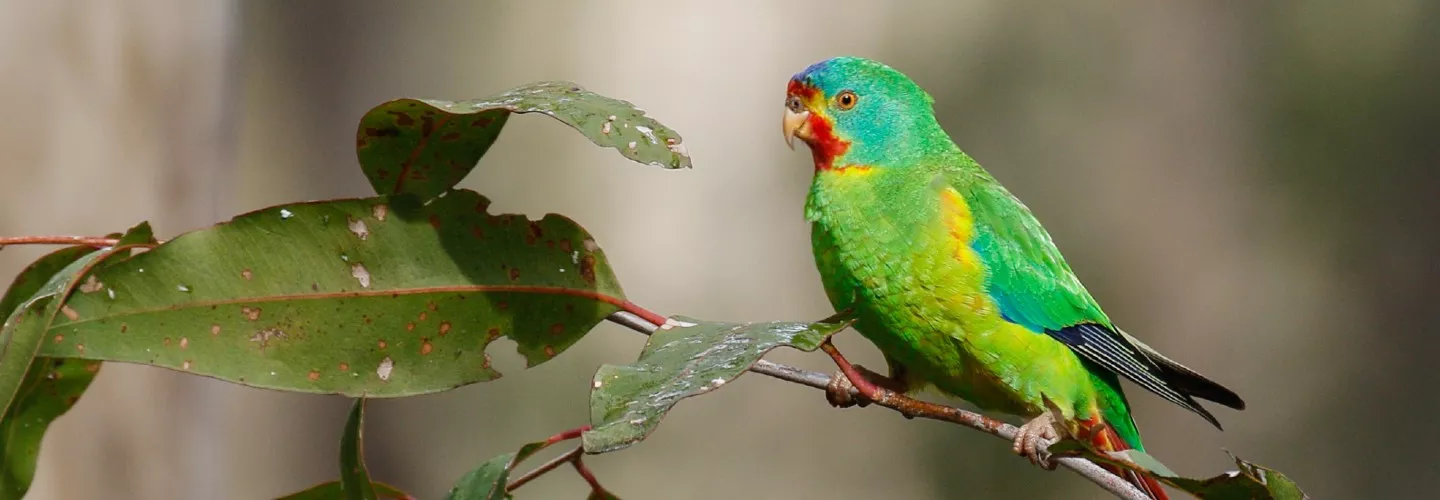 Swift Parrot perched on a eucalyptus tree