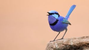 Male Splendid Fairy-wren in full blue/violet plumage. Sitting on a rock and singing, the bird is looking and facing left