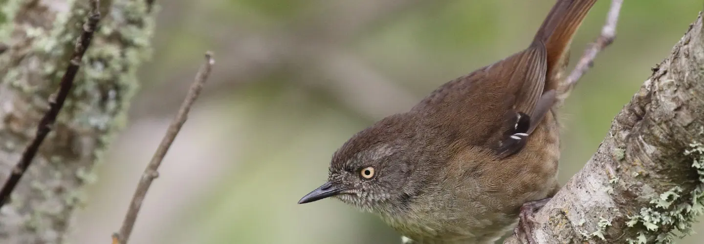 Tasmanian Scrubwren perched on a branch