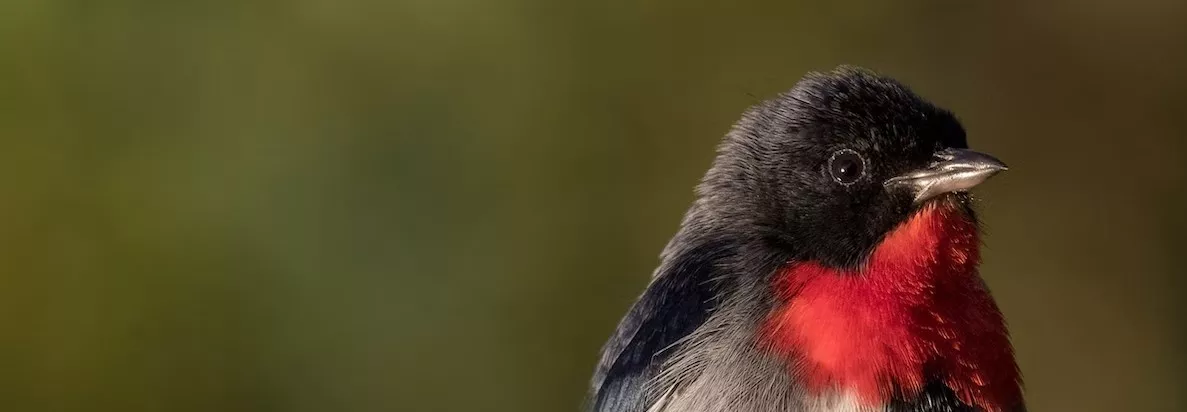 Mistletoebird, close up image. black hood and back with bright red collar/upper chest and white lower chest. Looking to the right