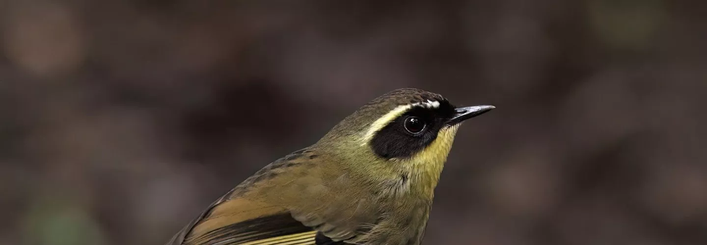 Small yellow bird, sitting on mossy rock. Body is olive green/brown, with black face mask and yellow eyebrow stripe extending to nape of neck. Bird is facing and looking to the right