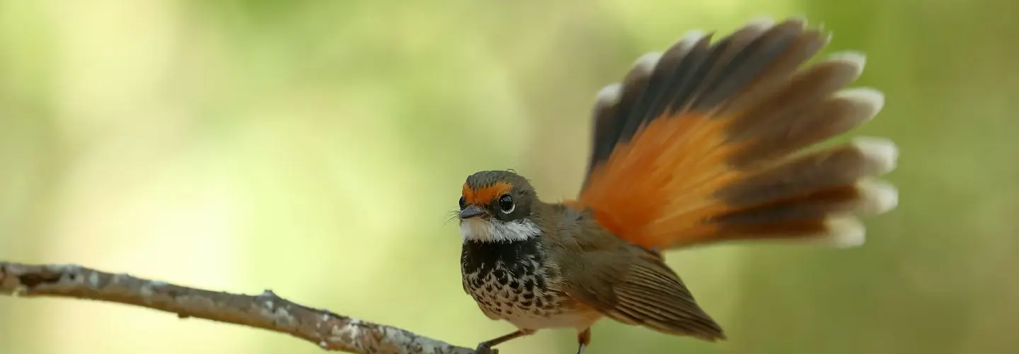 Rufous Fantail. A small bird with a brown head and chest. Copper orange lower back and upper tail feathers and eyebrows are also orange. Bird is facing sideways toward the left. Sitting on tree branch. Tail is fanned in the image and the background is light green