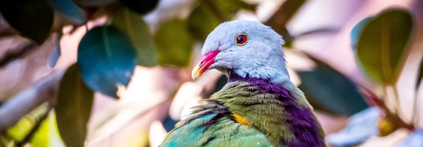 Grey headed bird, pink beak, green back with yellow and blue in wings. Purple chest. Bird facing front on with head turned to the left side. Sitting in tree