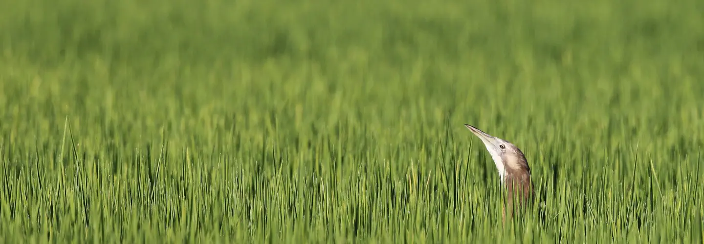 Australasian Bitterns are a threatened species who have adapted to their new human landscape and now live and nest in rice crops. In the Riverina area of NSW there are now agreements with farmers and local Landcare groups which allow these birds to successfully breed in this environment. A great success story for one of our most threatened waterbirds. Ironically these very elusive birds can now be seen and make a great contrast to the bright green of a rice crop