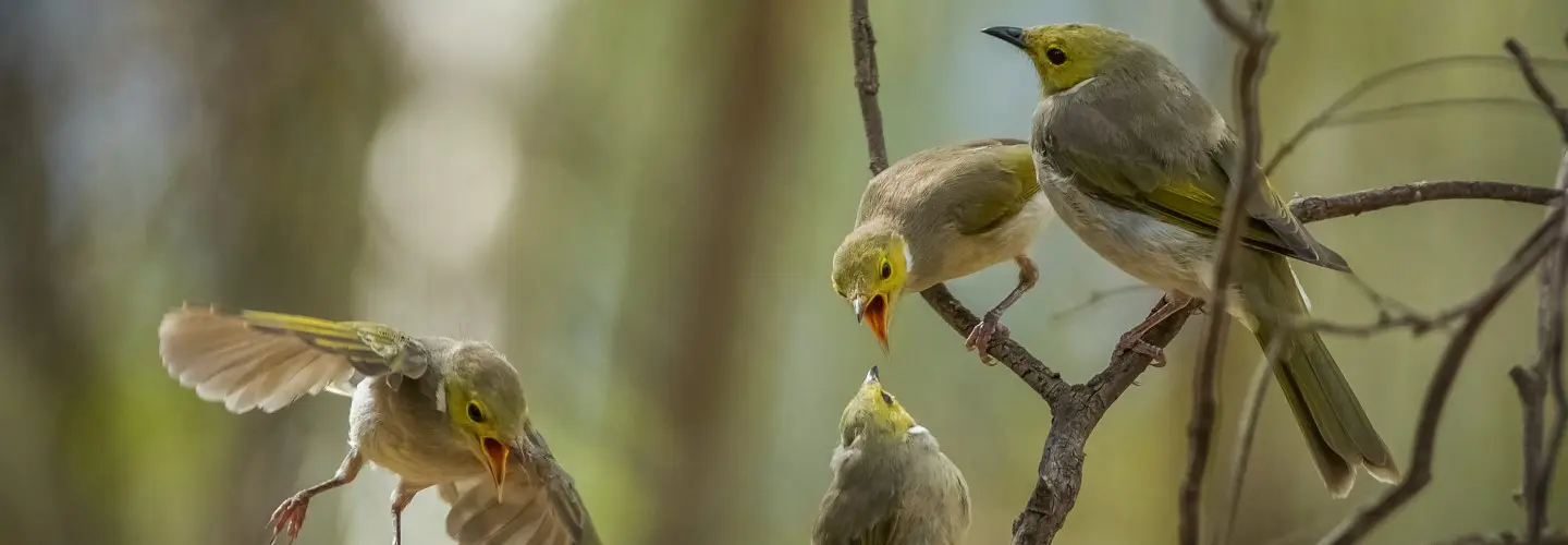 A family of White Plumed Honeyeaters having an argument. Taken at Cussen Park in Tatura in Victoria.