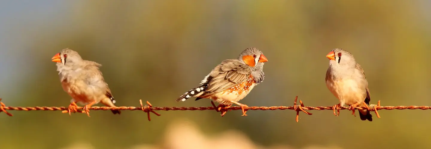 Three Zebra Finches are perched in the evening sun, on a rusty barbed wire fence. The male Zebra Finch is facing right, while the two other finches are pointing left.