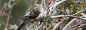 Yellow wattle bird, grey and white mottled body, with long draping watrles below eye, yellow belly. Bird is looking and facing right, sitting on branch