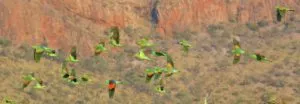 flock of red winged parrots flying mid air. Green wings outstretched, patches of red visible.