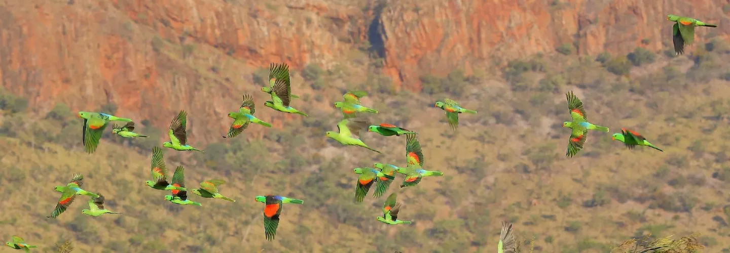 flock of red winged parrots flying mid air. Green wings outstretched, patches of red visible.