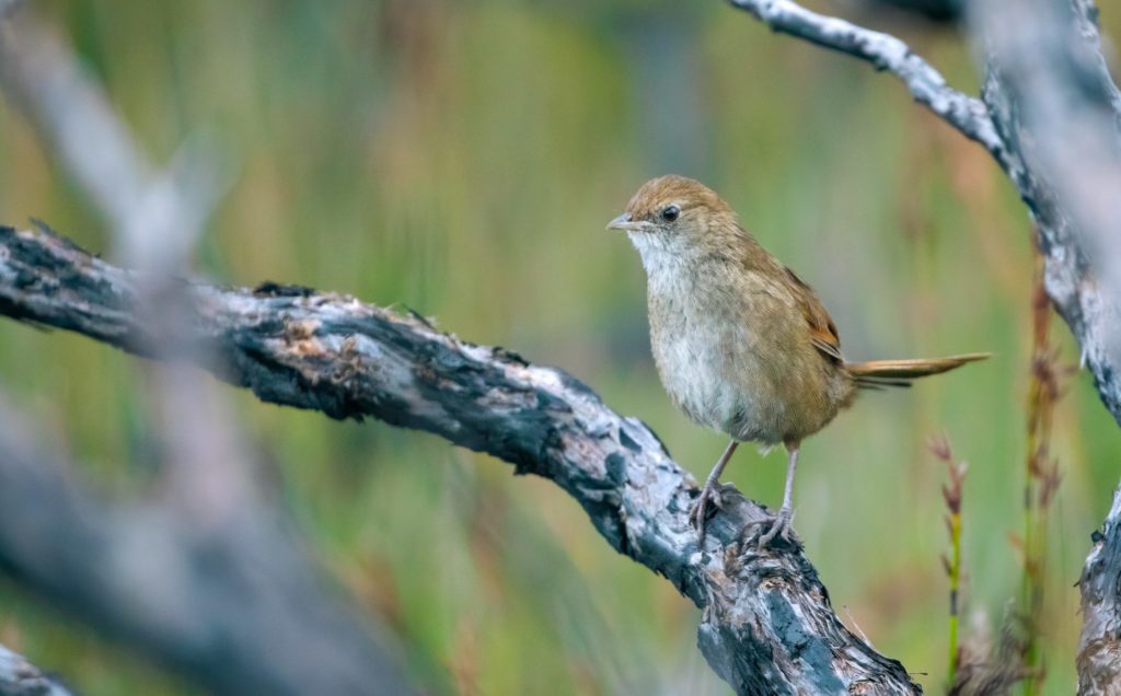 To the right of the frame, a brown Eastern Bristlebird is perched on a branch against a green background