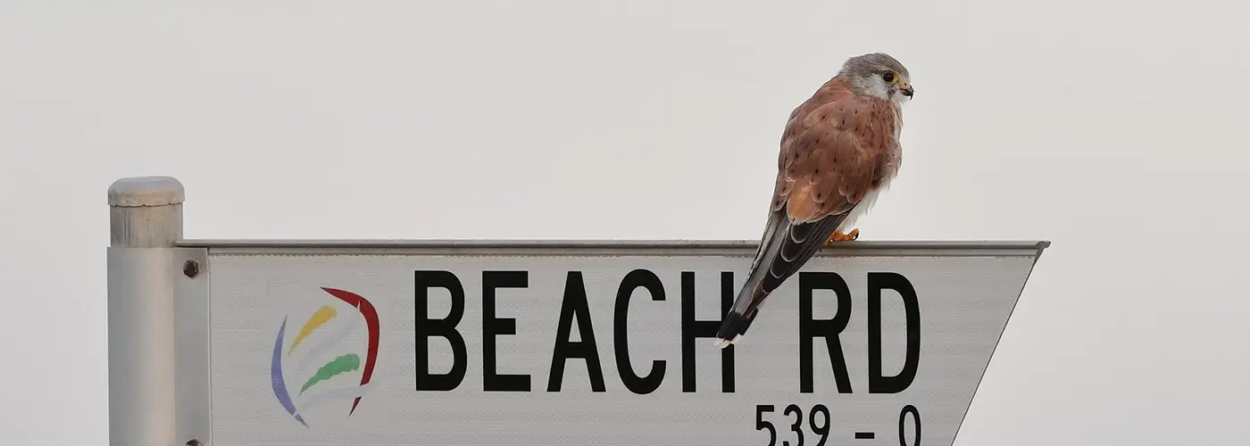 A Nankeen Kestrel sitting on a street sign for "Beach Rd"