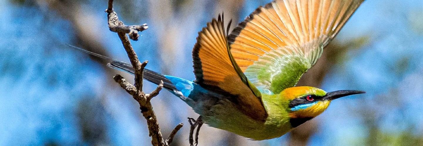 Rainbow bee eater, orange winges outstretched ready to fly from branch, bird facing and looking to the left.