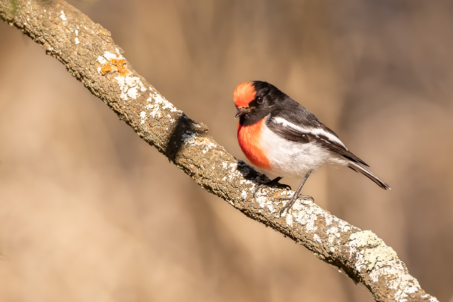 A male Red-capped Robin perched on a branch, surrounded by a soft brown landscape