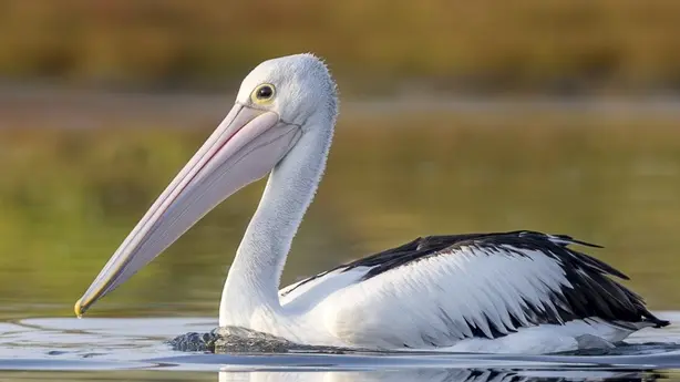 An Australian Pelican on smooth waters