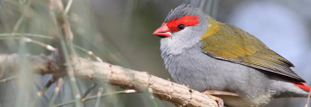 The Red-browed Finch with a bright red eyebrow, rump and beak, on an otherwise green and grey bird. Upperparts are olive green with grey underneath. Bird is facing and looking left, sitting on tree branch