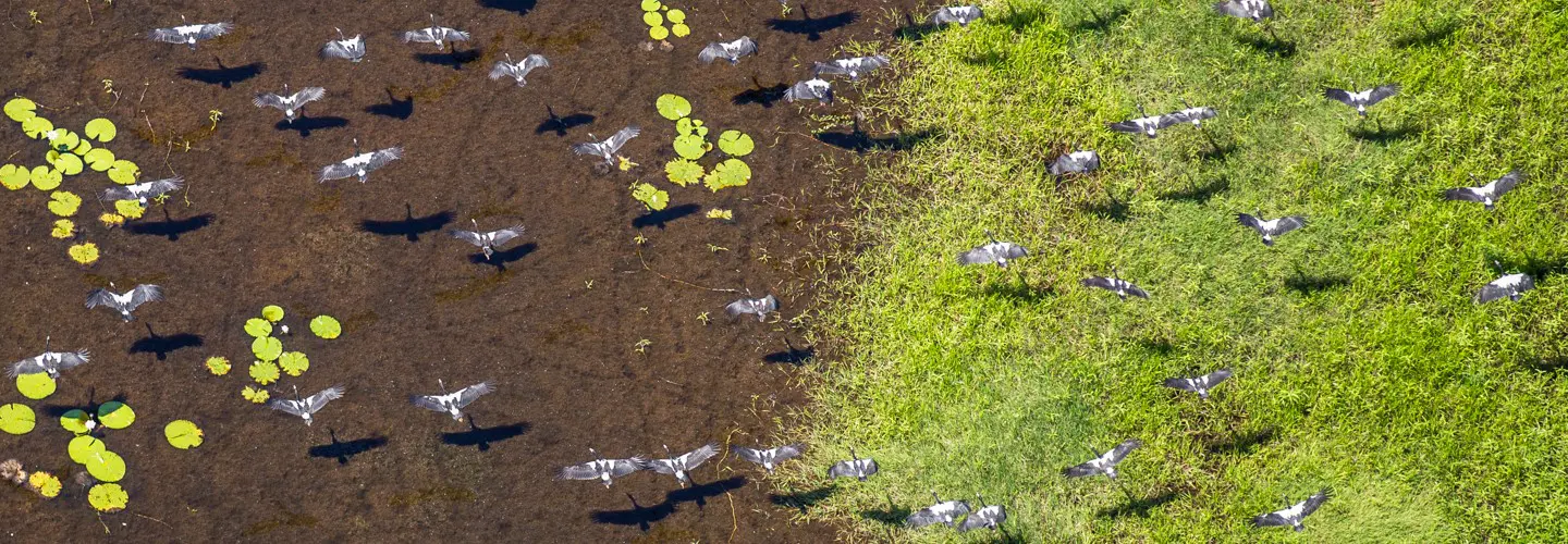 Aerial images of magpie geese.