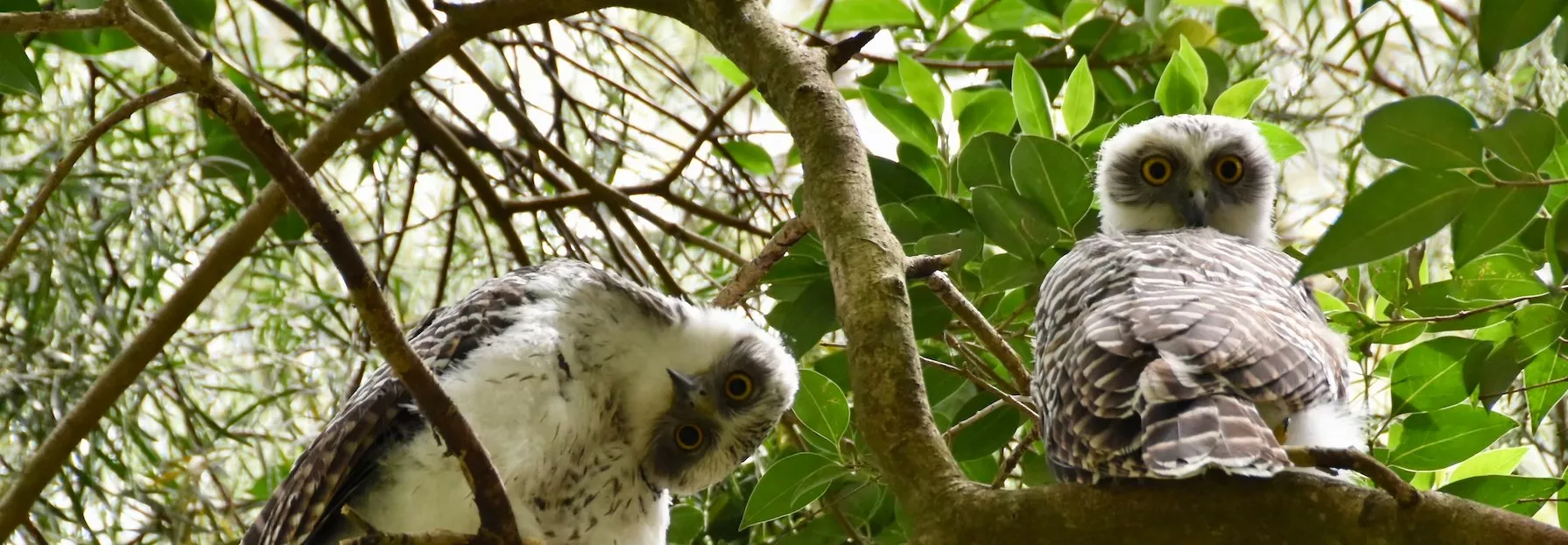 Two Powerful Owl chicks sitting in a tree, camera is angled looking up. Bird on the right is facing forward looking directly down. Bird on the left has its head turned downward almost completely upside down. Both chicks have all white chest feathers, with brown striped back feathers, and brown mask.