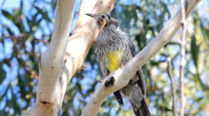 Yellow wattle bird, grey and white mottled body, with long draping watrles below eye, yellow belly. Bird is looking and facing left, sitting on branch