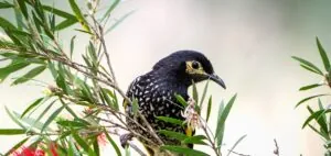 Regent Honeyeater perched on a branch