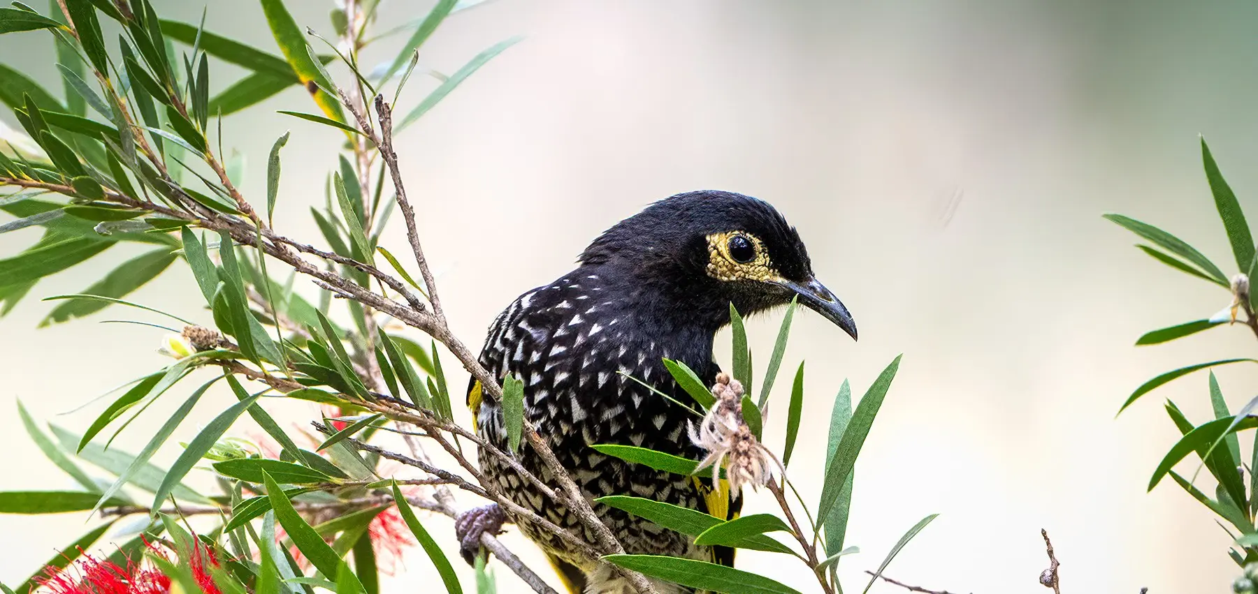 Regent Honeyeater perched on a branch