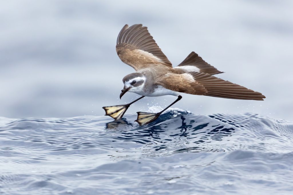 A flying white-faced storm petrel skiing on the water.