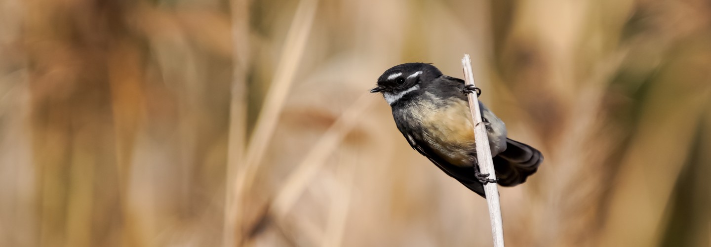 Grey Fantail