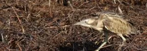 Photo of Australasian Bittern walking and facing left, walking through brown reeds