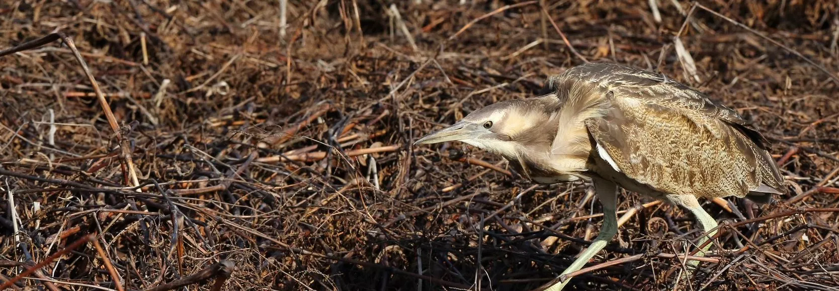 Photo of Australasian Bittern walking and facing left, walking through brown reeds