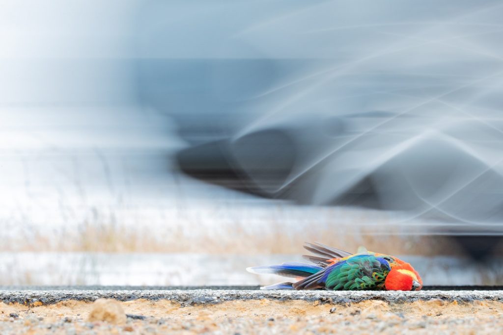 a beautiful Western Rosella, victim of a car strike. Photographed by; Nathan Watson