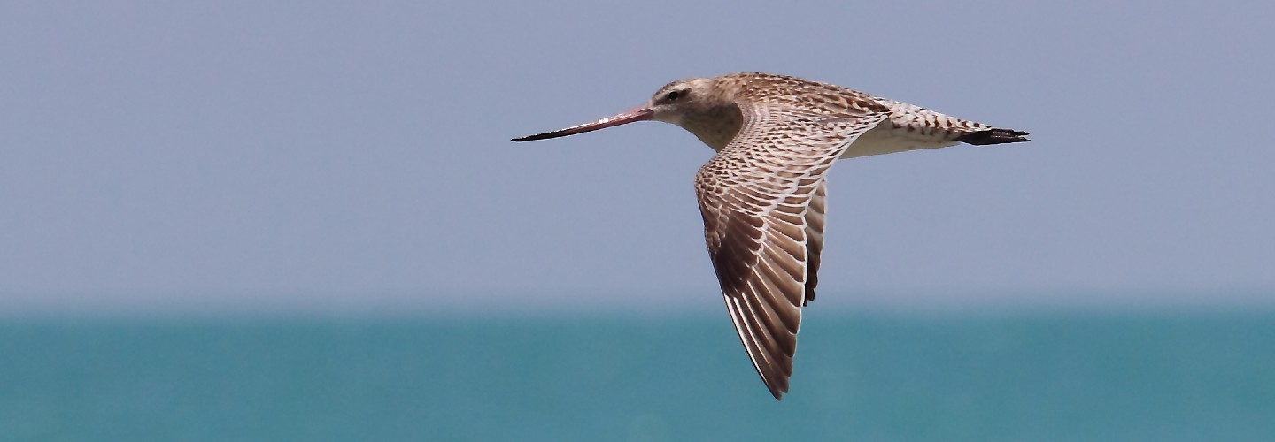 Bar-tailed Godwit_BBO_Andrew Silcocks1