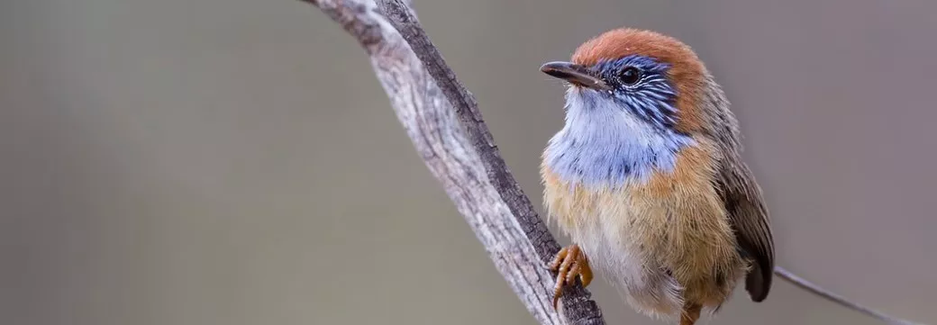 Mallee Emu-wren sitting on a diagonal branch, looking and facing left