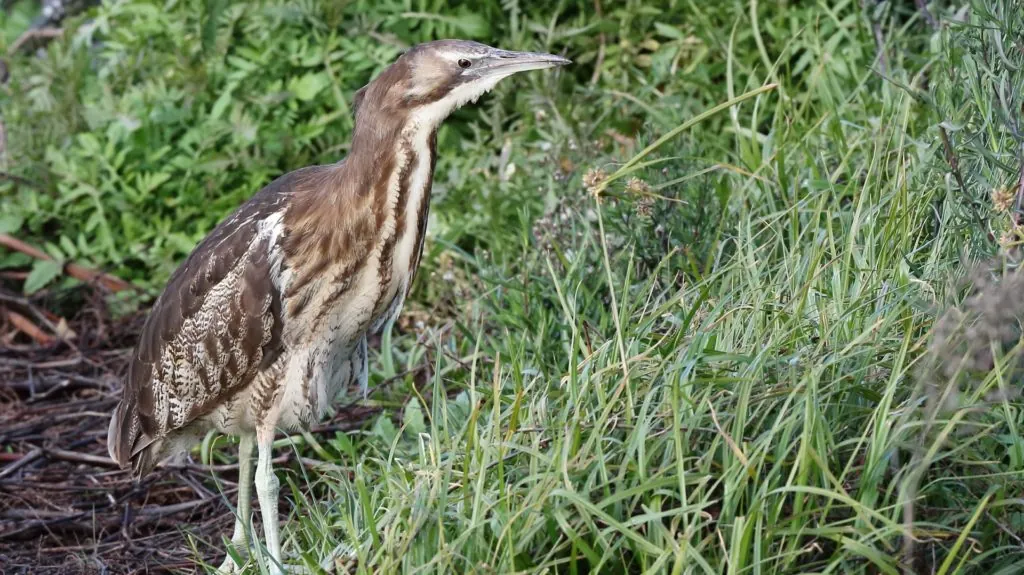 Photo of Australasian Bittern walking into some grass, bird looking and facing right