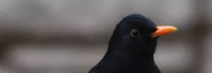 Close up photo of blackbird head. Orange beak the only colour to stand out among a grey background. Bird facing and looking right