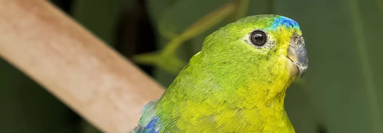 Orange-bellied parrot head close up, looking and facing right