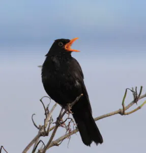 Common Blackbird perched in a tree singing