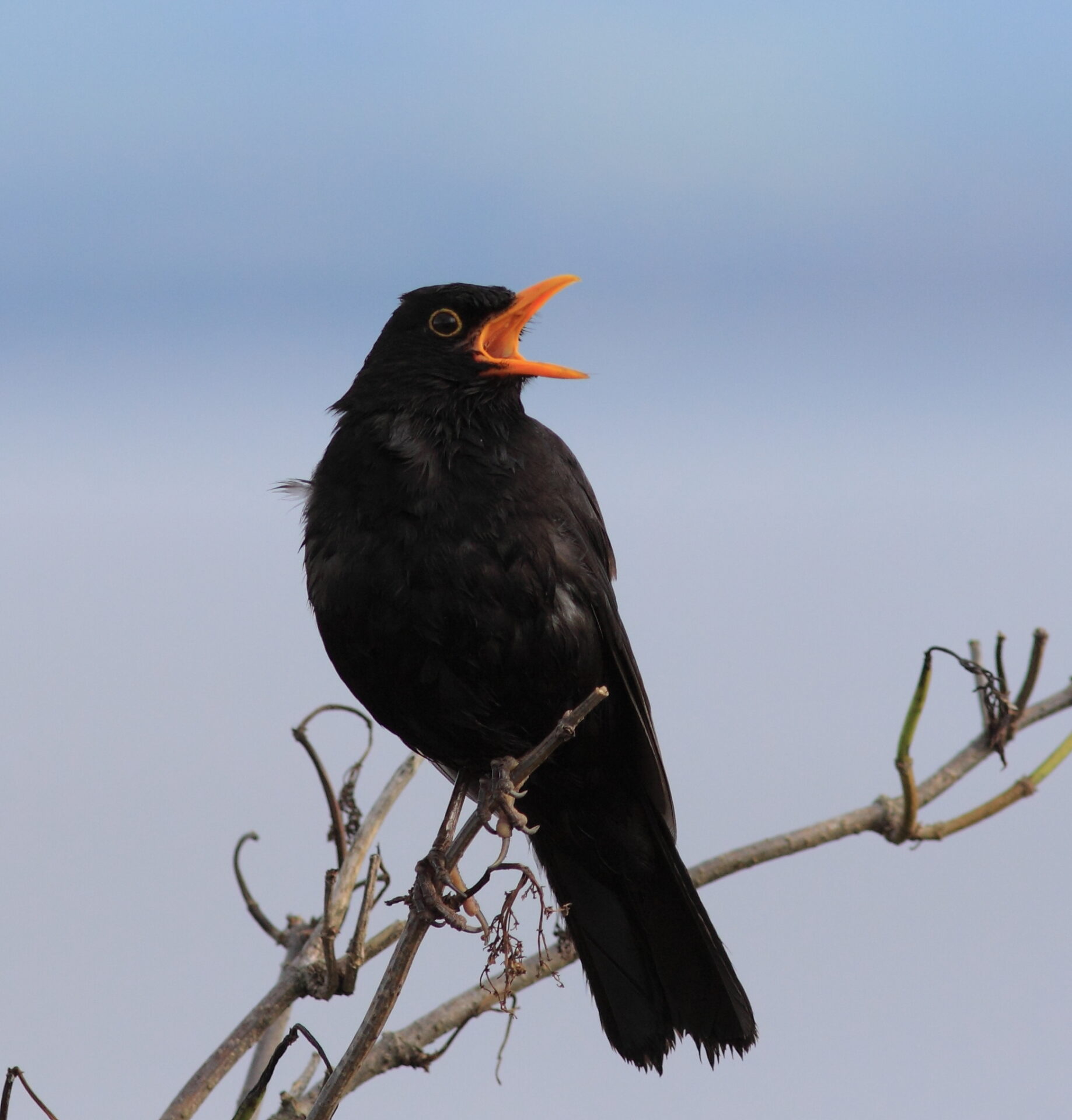 Common Blackbird perched in a tree singing