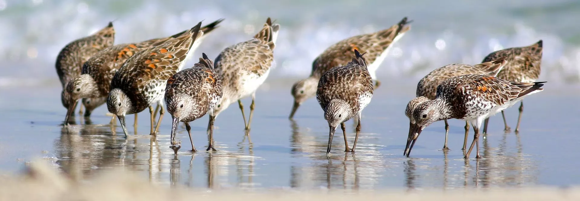 Small group of Great Knots along edge of ocean shore, all have their bills in the sand foraging