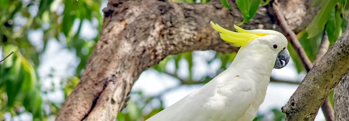 Cockatoo in a tree, facing and looking right