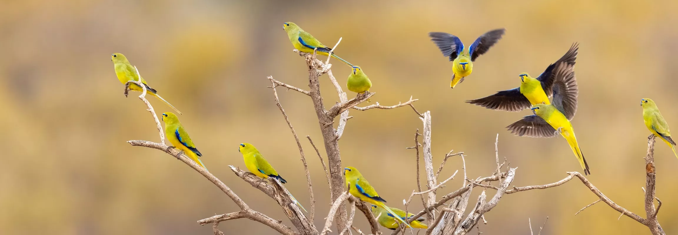 Elegent Parrots