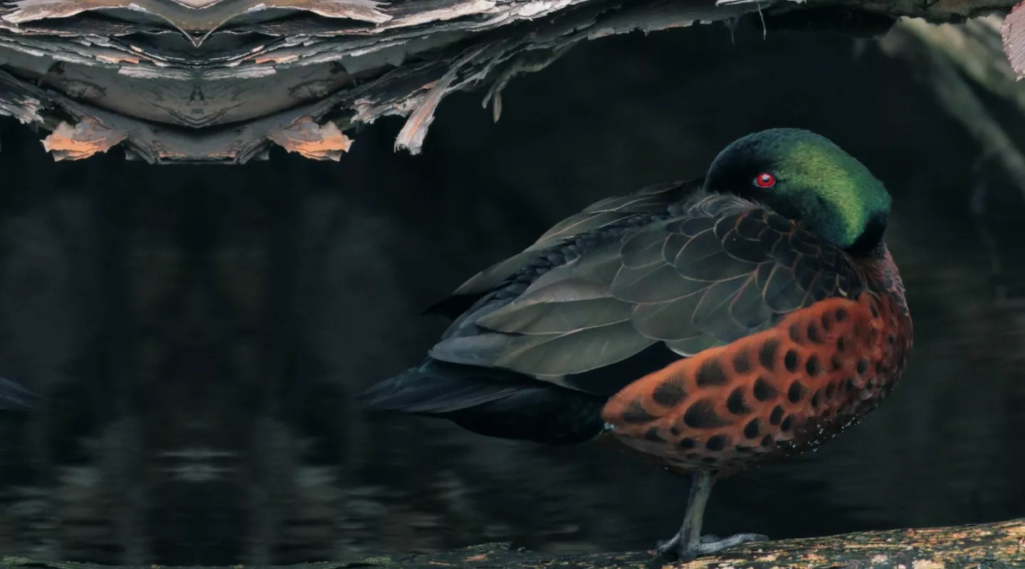 A Chestnut Teal, sitting amongst fallen logs.