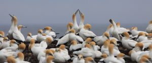 Large colony of Gannet's along coastal rocks. Two of the back, central gannets have their bills in their, facing and touching each other.