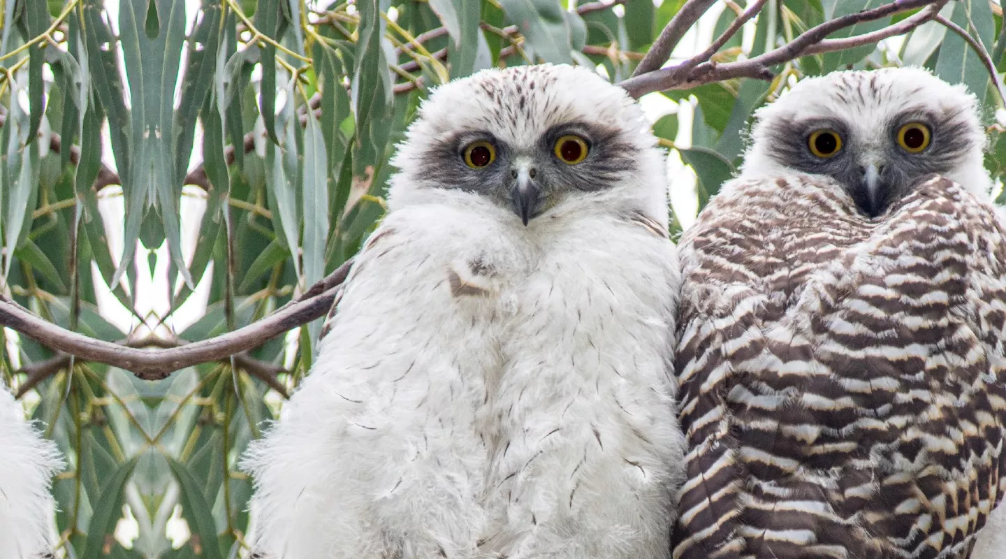 Powerful Owl Family