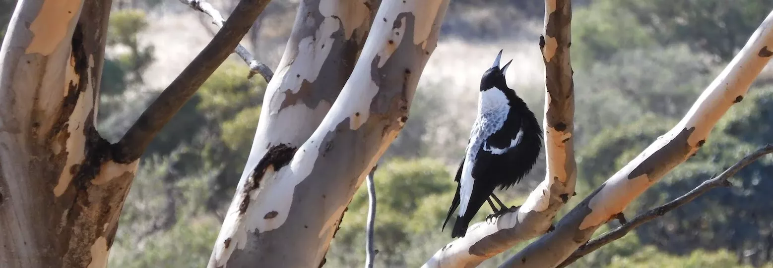 Photo of a Magpie singing and looking up. Facing right.