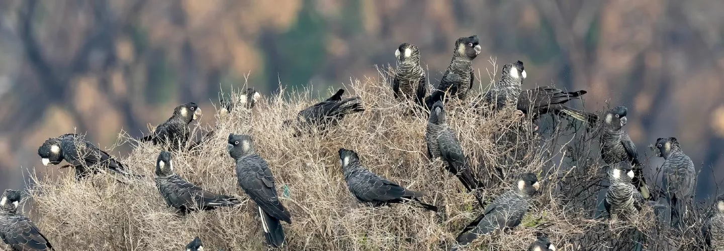 Flock of Carnaby's scattered and sitting amongst the top of a large shrub like tree