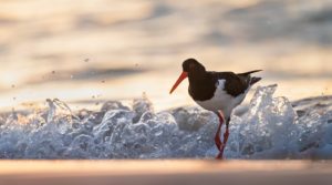 Oystercatcher walking along the shore,looking and facing left, ocean in the background tinged a golden colour with the sunset